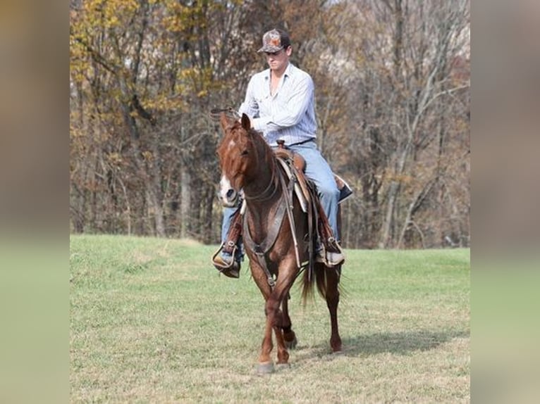 American Quarter Horse Gelding 14 years Roan-Red in Somerset, KY