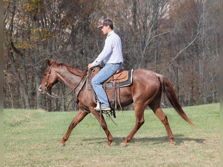 American Quarter Horse Gelding 14 years Roan-Red in Somerset, KY