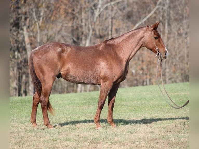 American Quarter Horse Gelding 14 years Roan-Red in Somerset, KY