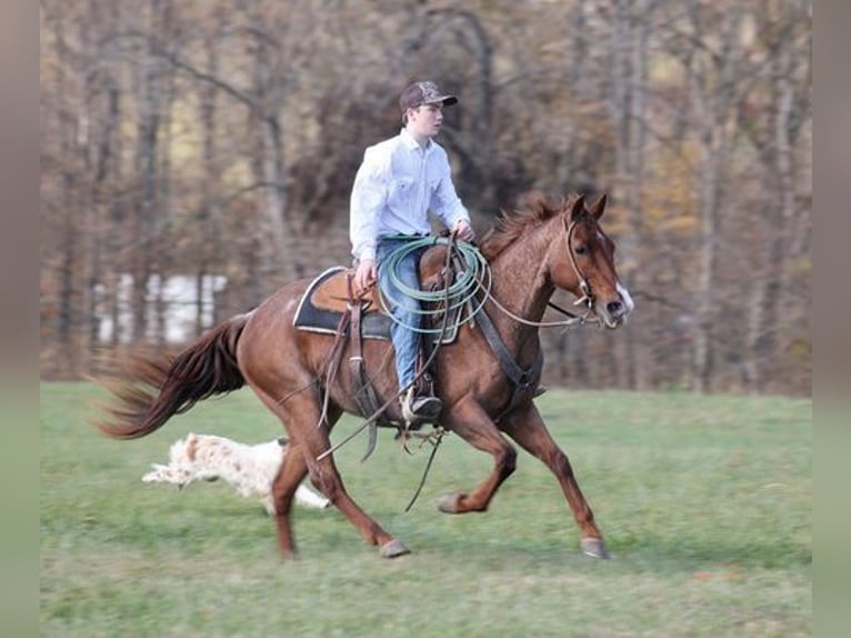 American Quarter Horse Gelding 14 years Roan-Red in Somerset, KY