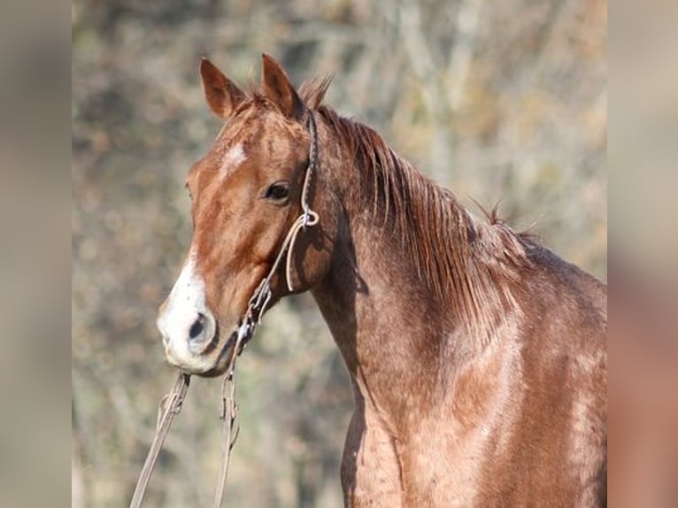 American Quarter Horse Gelding 14 years Roan-Red in Somerset, KY