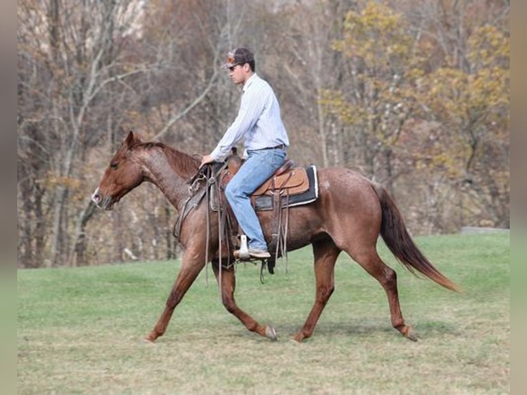 American Quarter Horse Gelding 14 years Roan-Red in Somerset, KY