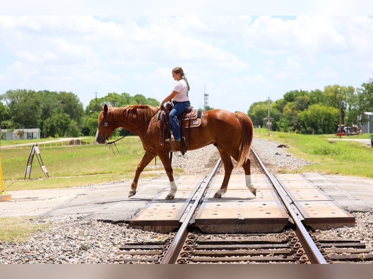 American Quarter Horse Gelding 14 years Sorrel in Terrell