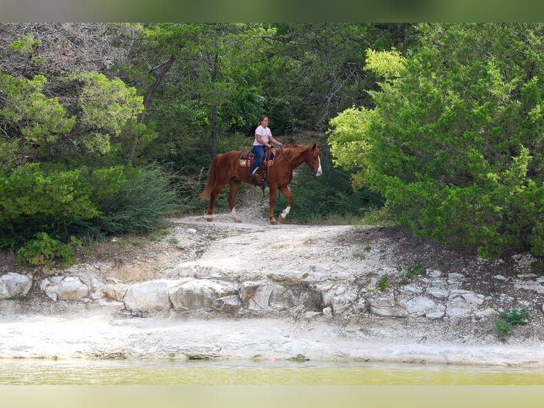 American Quarter Horse Gelding 14 years Sorrel in Terrell