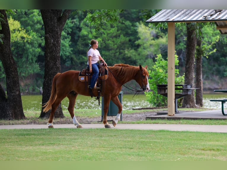 American Quarter Horse Gelding 14 years Sorrel in Terrell