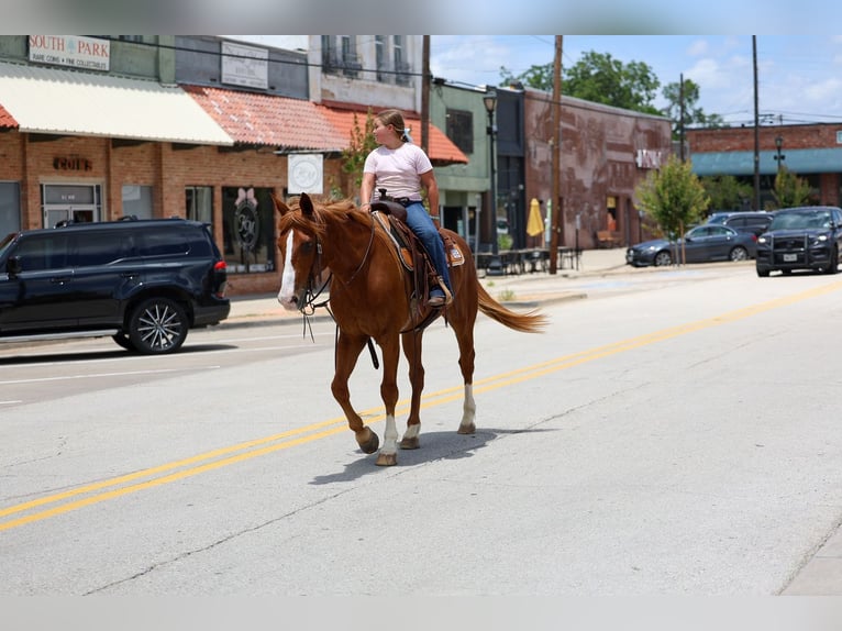 American Quarter Horse Gelding 14 years Sorrel in Terrell