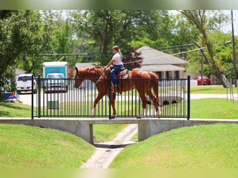 American Quarter Horse Gelding 14 years Sorrel in Terrell