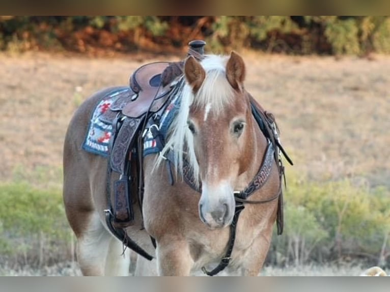 American Quarter Horse Gelding 14 years Sorrel in Borden IN