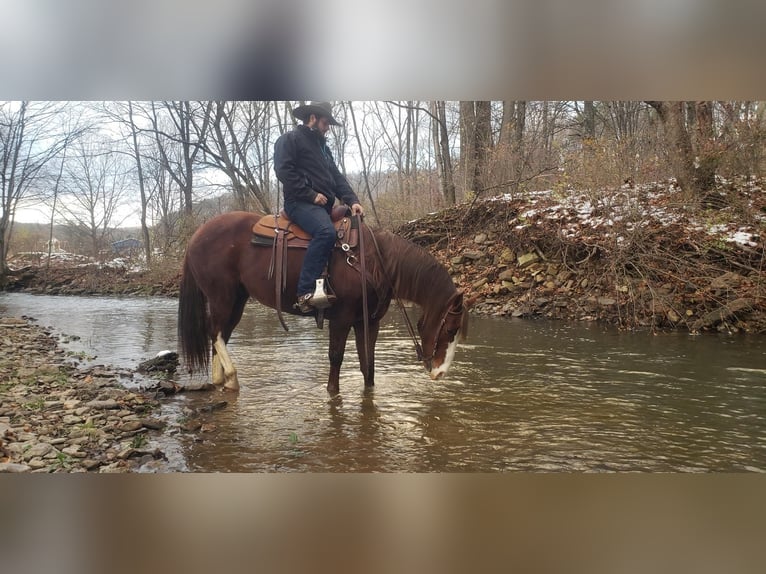 American Quarter Horse Gelding 14 years Sorrel in Rebersburg, PA