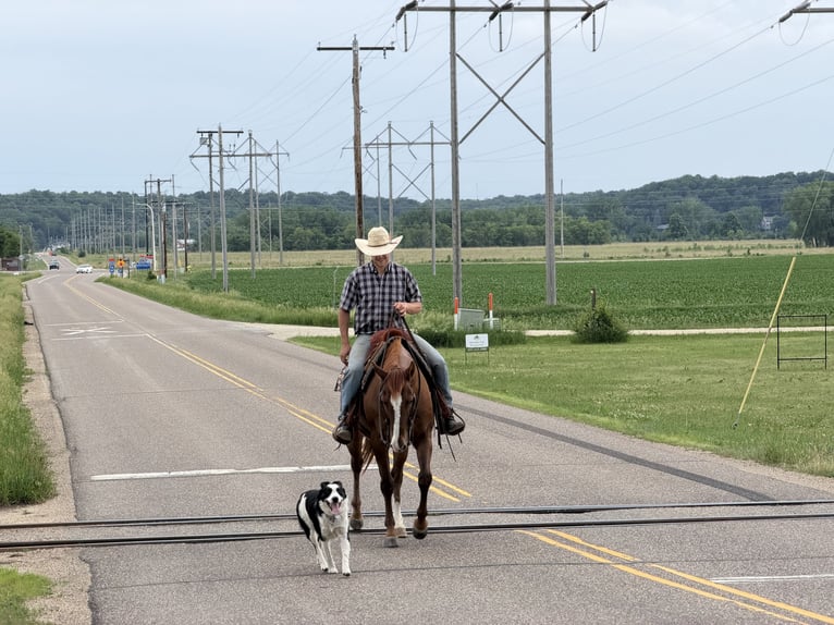 American Quarter Horse Gelding 14 years Sorrel in Cannon Falls