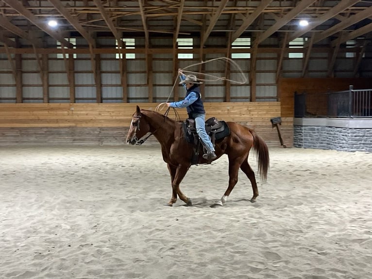 American Quarter Horse Gelding 14 years Sorrel in Shippensburg