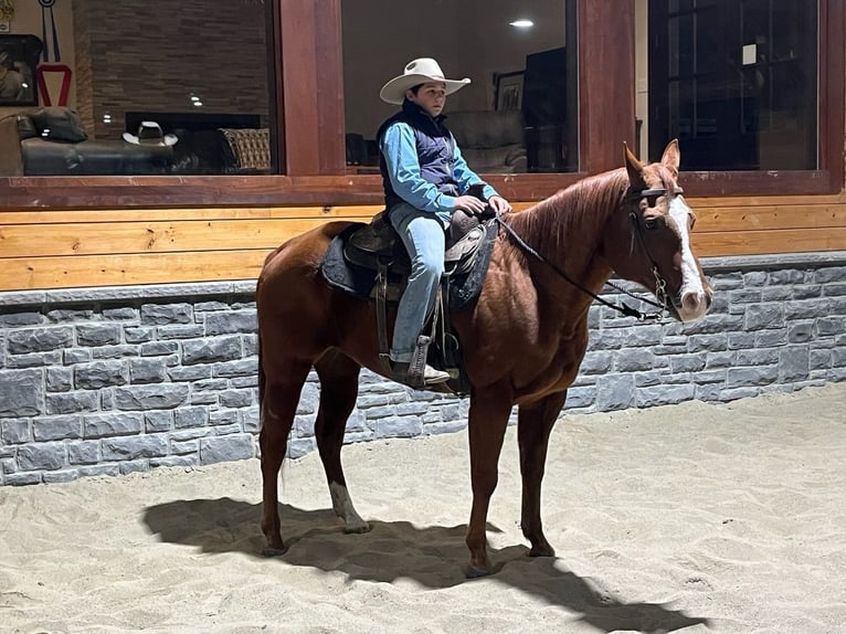 American Quarter Horse Gelding 14 years Sorrel in Shippensburg