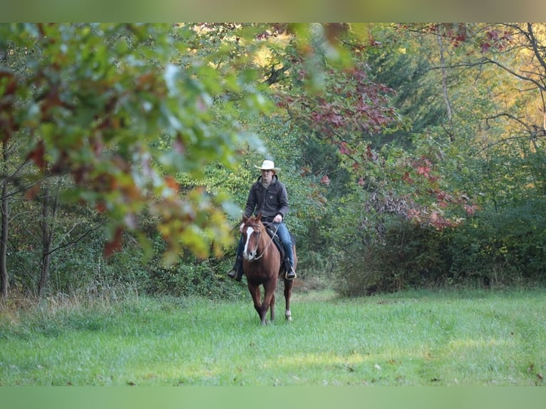 American Quarter Horse Gelding 14 years Sorrel in Shippensburg