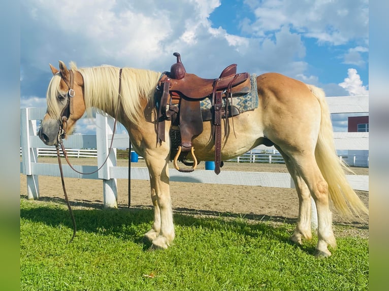 American Quarter Horse Gelding 14 years Sorrel in Flemingsburg