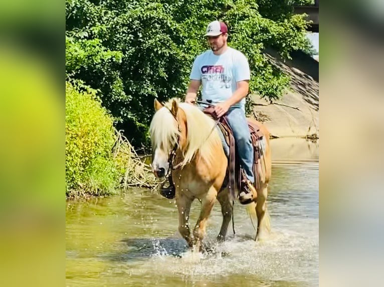 American Quarter Horse Gelding 14 years Sorrel in Flemingsburg