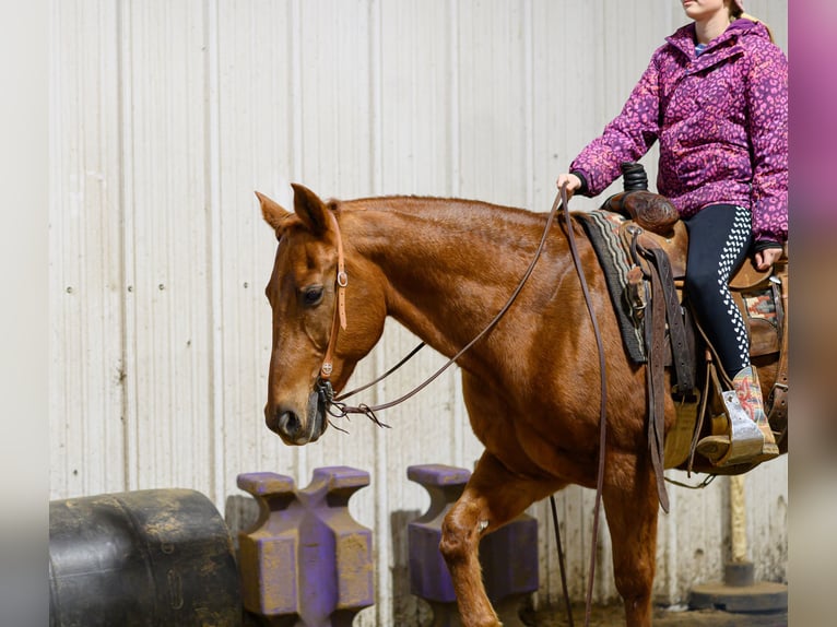 American Quarter Horse Gelding 14 years Sorrel in Cannon Falls