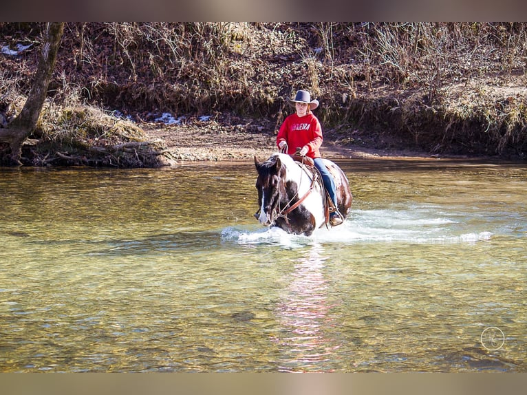 American Quarter Horse Gelding 14 years Tobiano-all-colors in Mountain Grove, MO