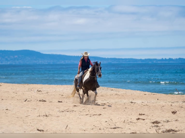 American Quarter Horse Gelding 14 years Tobiano-all-colors in Lodi CA