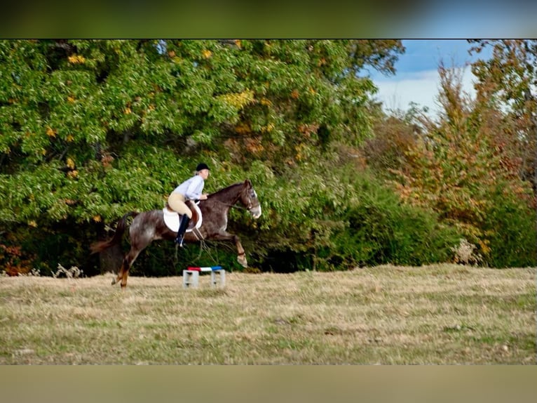 American Quarter Horse Gelding 15 years 14,1 hh Roan-Red in Quitman AR