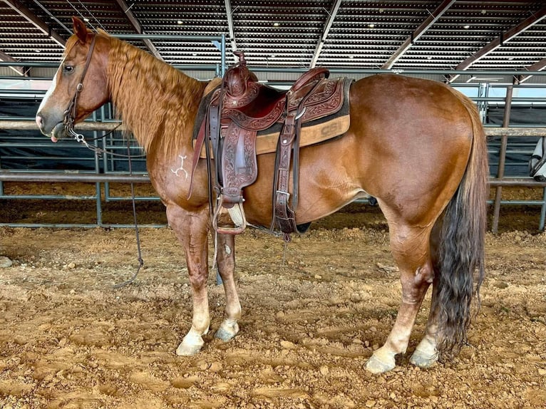 American Quarter Horse Gelding 15 years 14.1 hh Sorrel in Weatherford TX