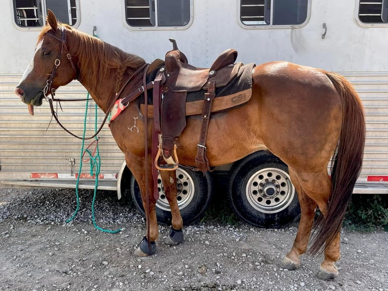 American Quarter Horse Gelding 15 years 14.1 hh Sorrel in Weatherford TX