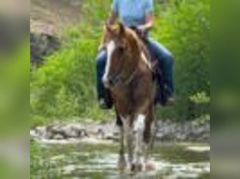 American Quarter Horse Gelding 15 years 14.1 hh Tobiano-all-colors in Weatherford TX