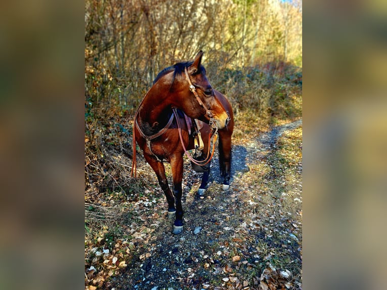 American Quarter Horse Gelding 15 years 14,2 hh Bay-Dark in Sennwald