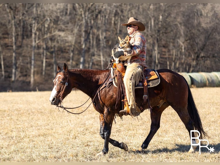 American Quarter Horse Gelding 15 years 14,2 hh Bay in Mountain Grove MO