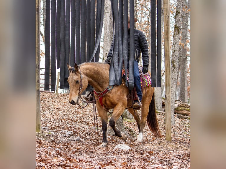 American Quarter Horse Gelding 15 years 14,2 hh Buckskin in Mountain Grove MO