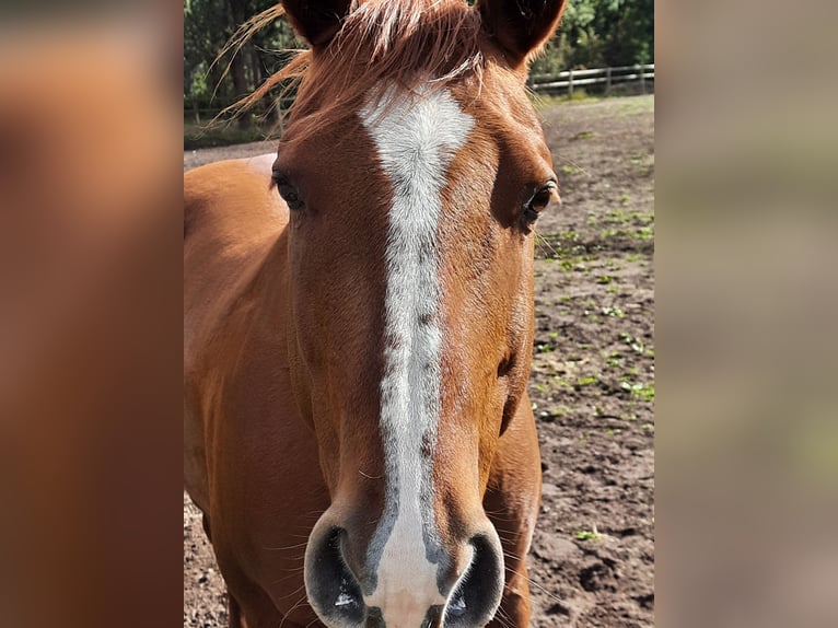 American Quarter Horse Gelding 15 years 14.2 hh Chestnut-Red in Adenbüttel