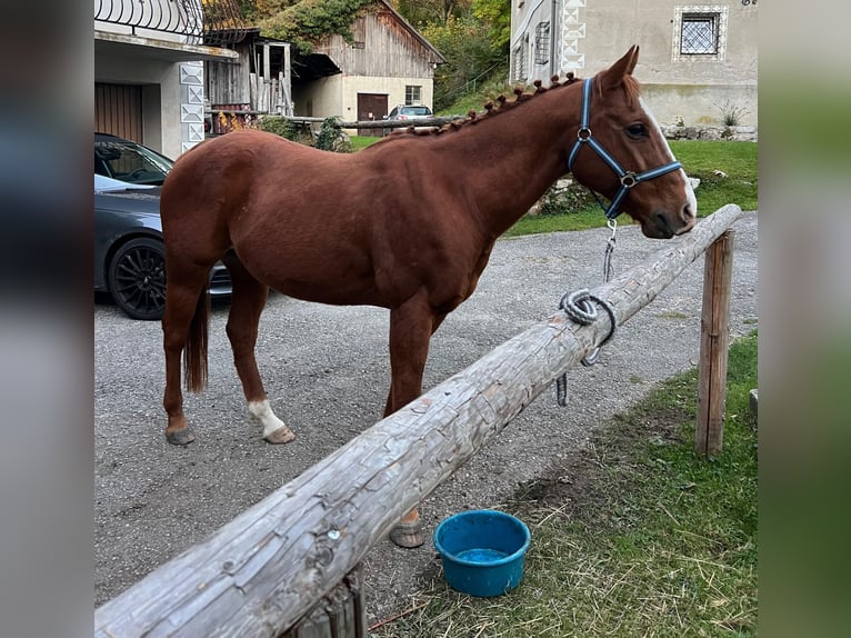 American Quarter Horse Gelding 15 years 14.2 hh Chestnut-Red in Ternberg