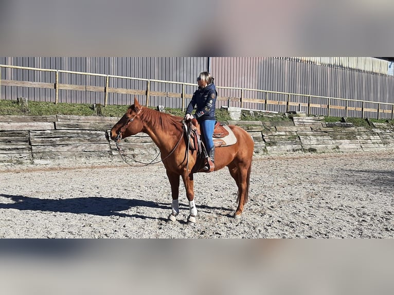 American Quarter Horse Gelding 15 years 14,2 hh Chestnut-Red in Bad Soden-Salmünster