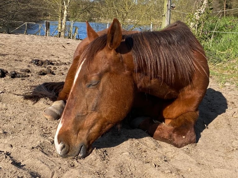 American Quarter Horse Gelding 15 years 14.2 hh Chestnut-Red in Pansdorf, Holstein