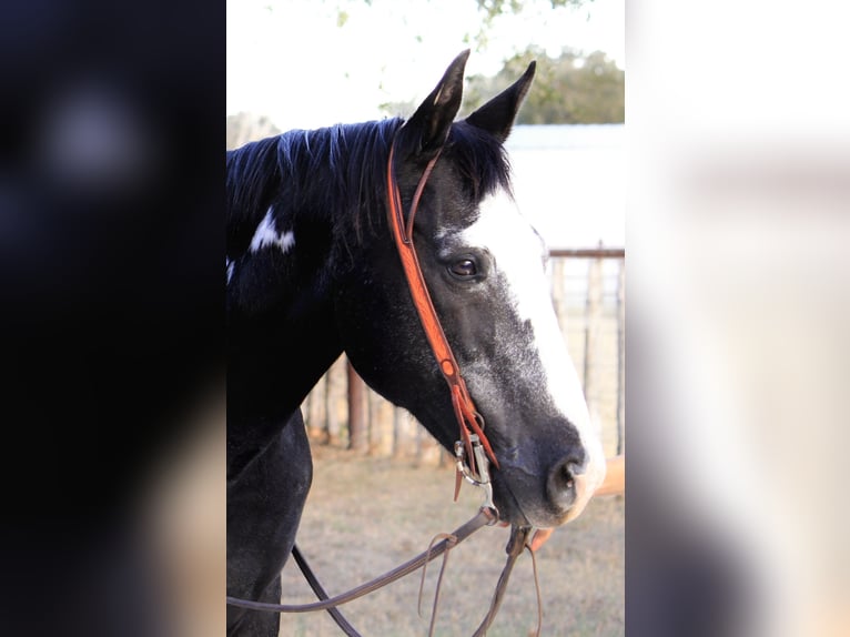 American Quarter Horse Gelding 15 years 14,2 hh Overo-all-colors in Weatherford TX