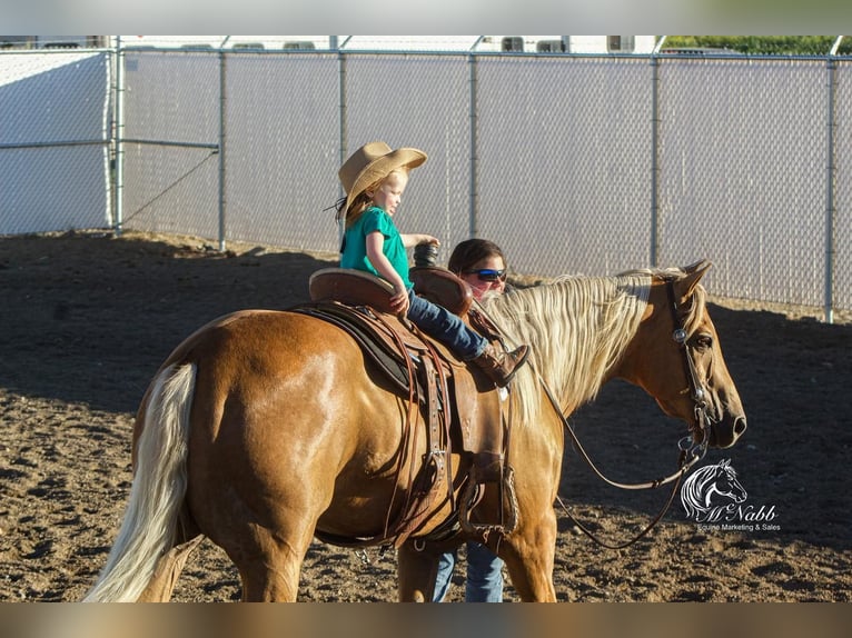 American Quarter Horse Gelding 15 years 14,2 hh Palomino in Cody, WY