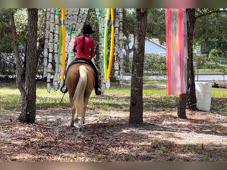 American Quarter Horse Gelding 15 years 14,2 hh Palomino in Brooksville FL