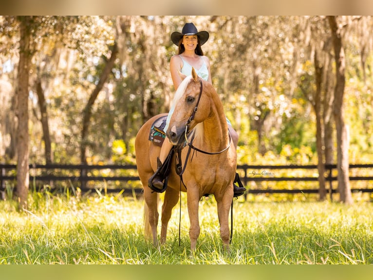 American Quarter Horse Gelding 15 years 14,2 hh Palomino in Brooksville FL