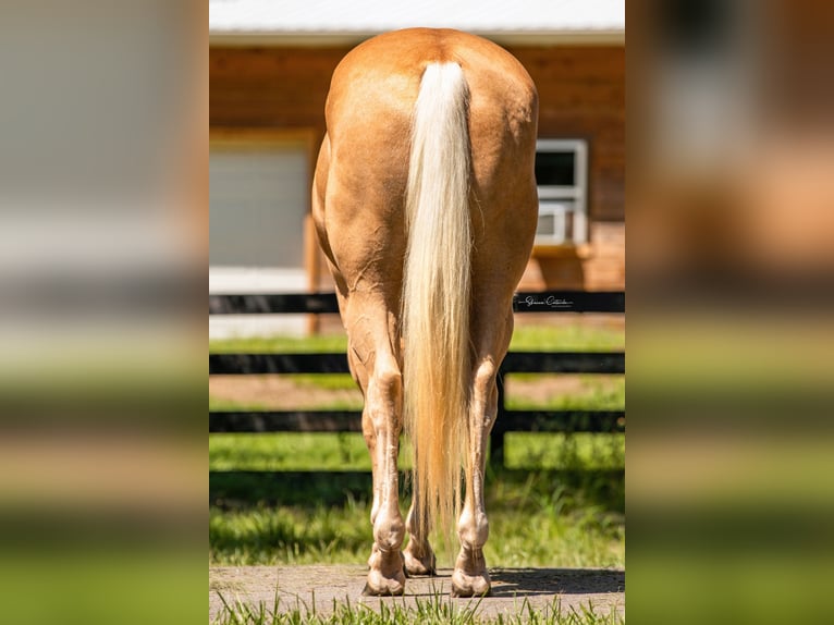 American Quarter Horse Gelding 15 years 14,2 hh Palomino in Brooksville FL