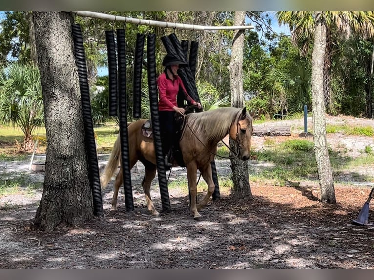 American Quarter Horse Gelding 15 years 14,2 hh Palomino in Brooksville FL