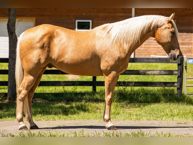 American Quarter Horse Gelding 15 years 14,2 hh Palomino in Brooksville FL