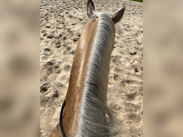 American Quarter Horse Gelding 15 years 14,2 hh Palomino in Brooksville FL