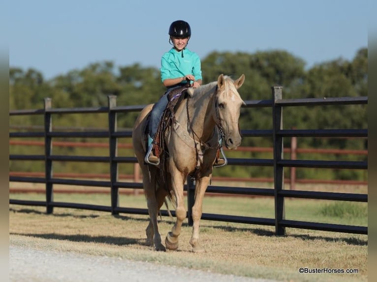 American Quarter Horse Gelding 15 years 14,2 hh Palomino in Weatherford TX