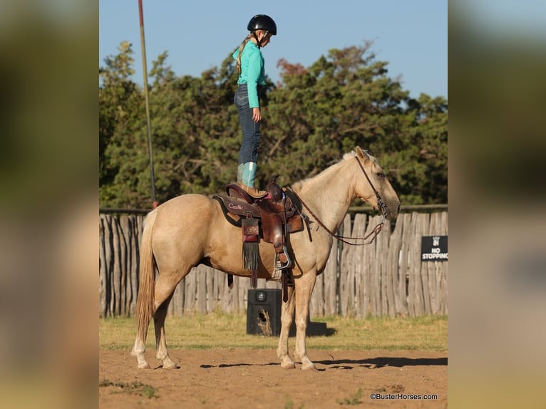 American Quarter Horse Gelding 15 years 14,2 hh Palomino in Weatherford TX