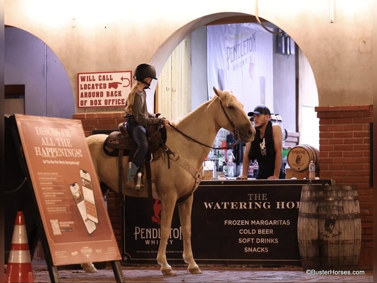 American Quarter Horse Gelding 15 years 14,2 hh Palomino in Weatherford TX