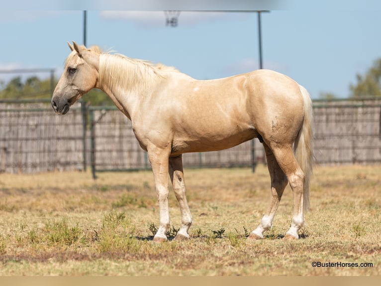 American Quarter Horse Gelding 15 years 14,2 hh Palomino in Weatherford TX