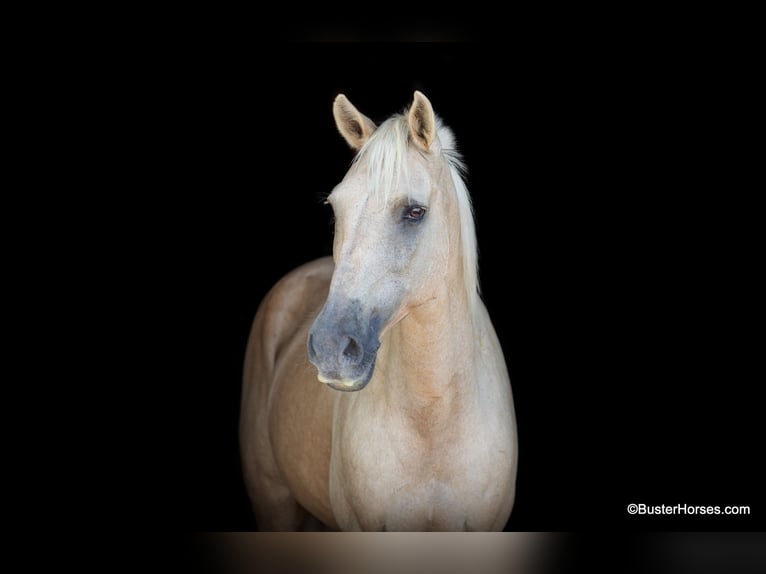 American Quarter Horse Gelding 15 years 14,2 hh Palomino in Weatherford TX