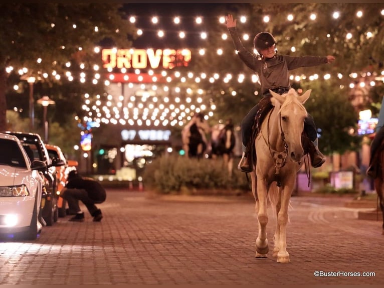 American Quarter Horse Gelding 15 years 14,2 hh Palomino in Weatherford TX