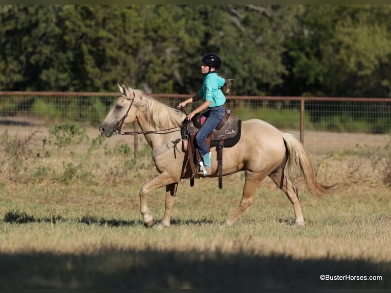 American Quarter Horse Gelding 15 years 14,2 hh Palomino in Weatherford TX