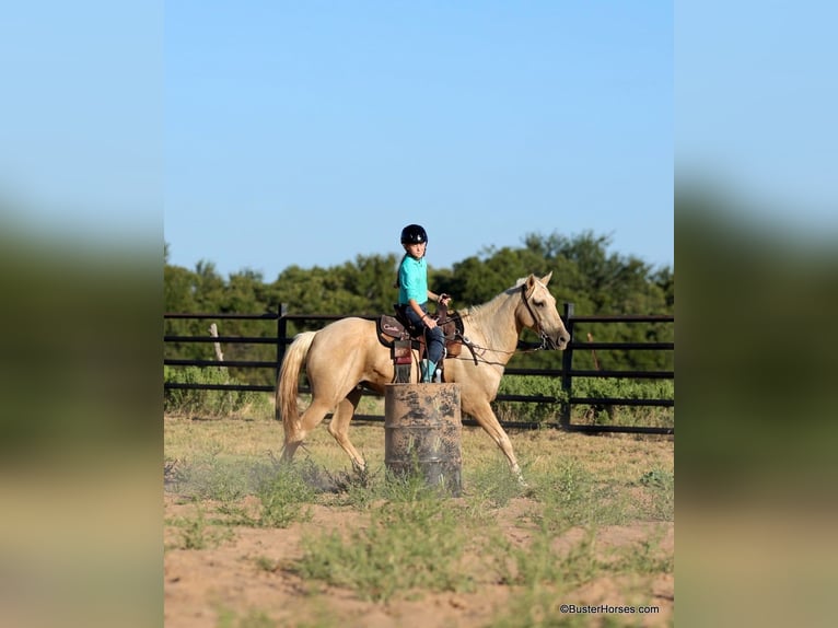 American Quarter Horse Gelding 15 years 14,2 hh Palomino in Weatherford TX