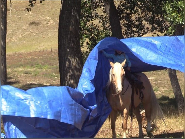 American Quarter Horse Gelding 15 years 14,2 hh Palomino in Rushville, NE